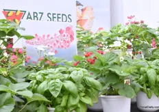 Feel the Summer Breeze from ABZ Seeds. The Summer Breeze is a well-known variety of ABZ and everyone could taste these delicious strawberries in combination with a nice ice cream.